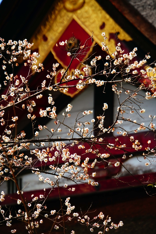 1033 洛東 八坂神社_京都府