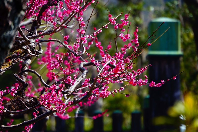 1161 洛東 八坂神社_京都府