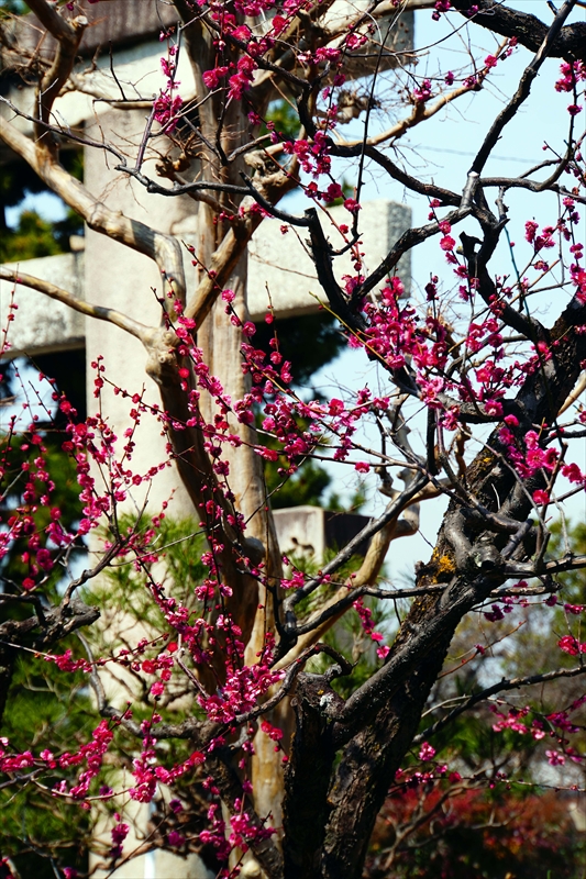 1163 洛東 八坂神社_京都府