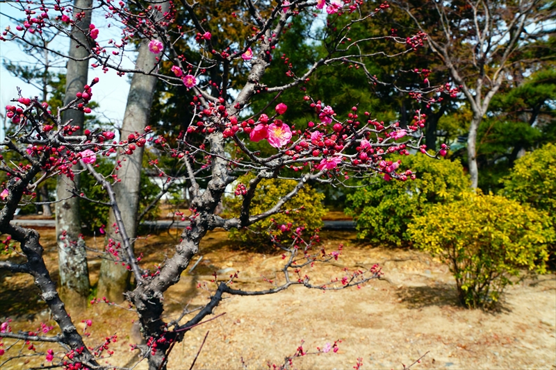 1003 洛東 総本山 智積院_京都府