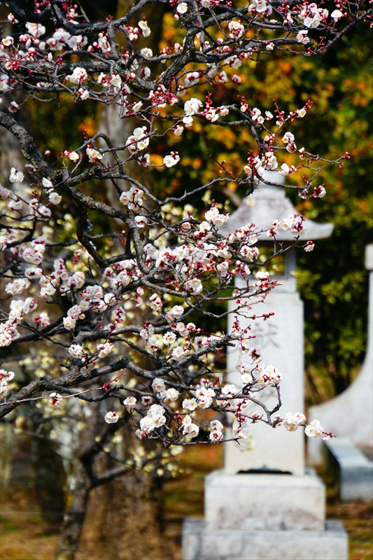 1007 洛東 総本山 智積院_京都府