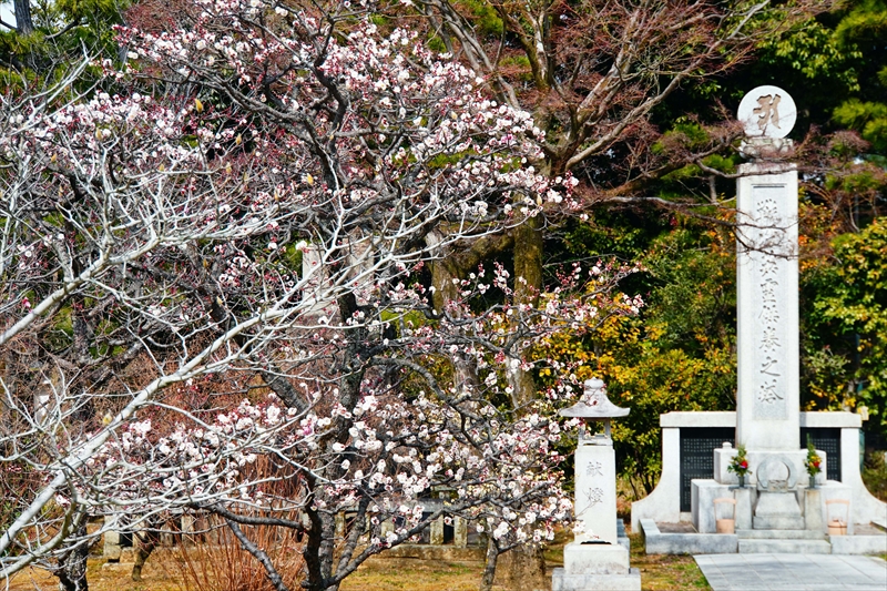 1008 洛東 総本山 智積院_京都府