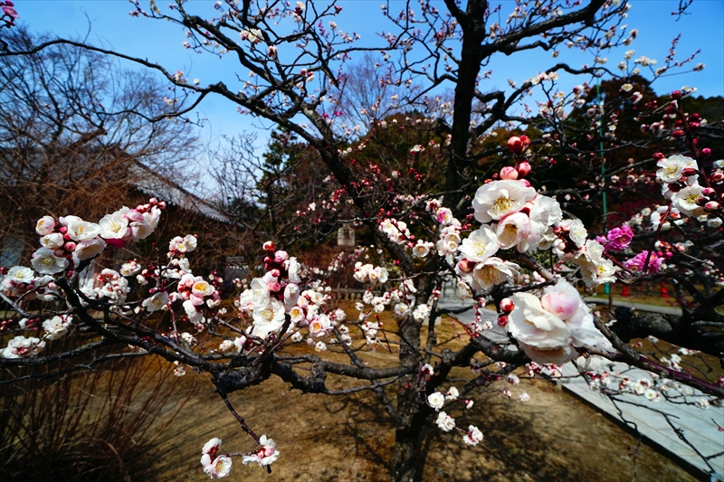 1009 洛東 総本山 智積院_京都府