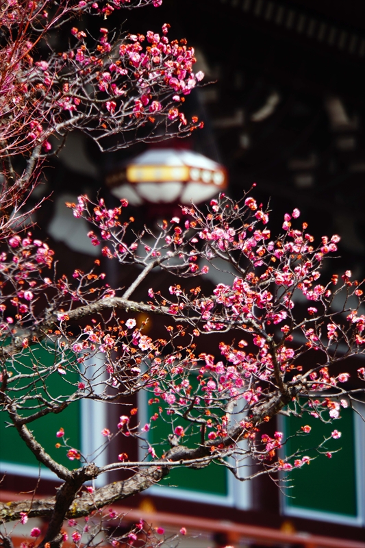 1021 洛東 総本山 智積院_京都府