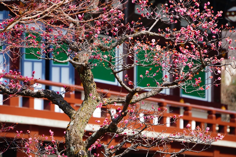 1022 洛東 総本山 智積院_京都府