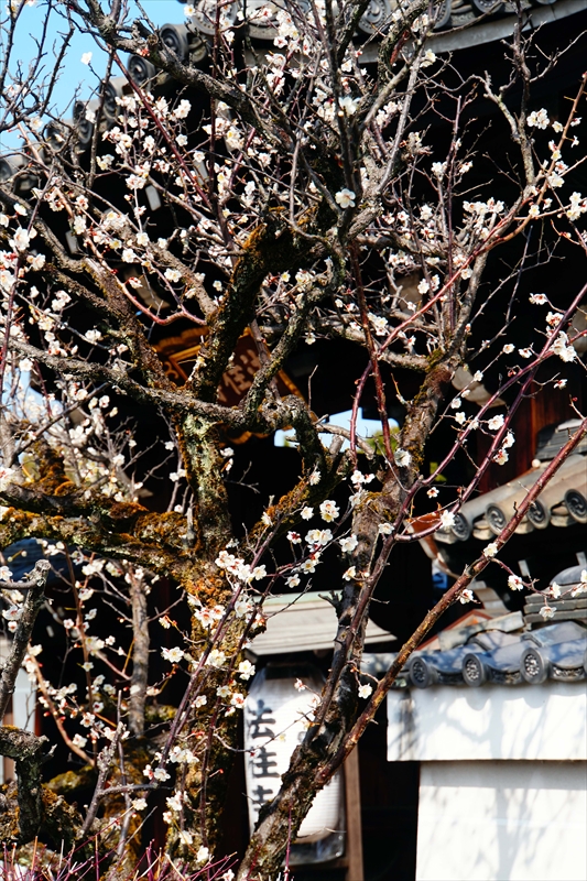 1005 洛中 法住寺_京都府