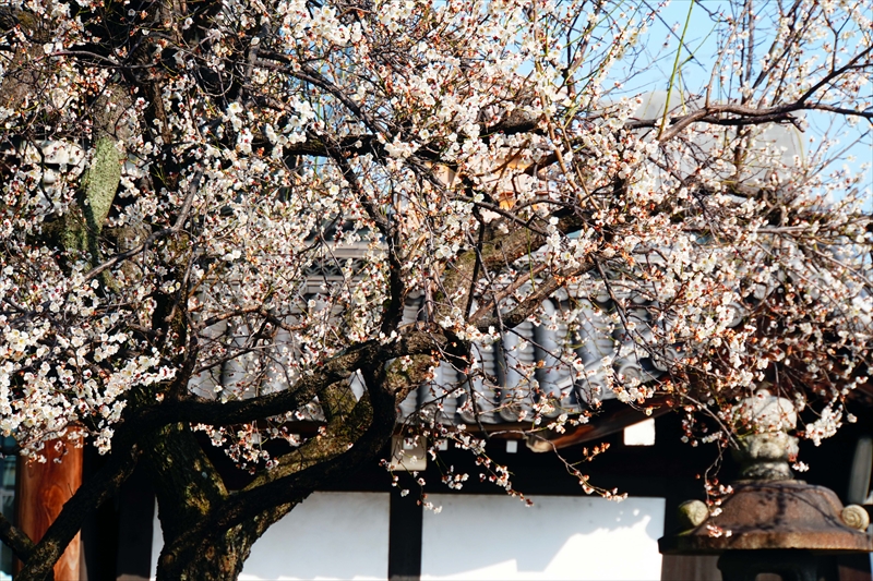 1018 洛中 東本願寺_京都府