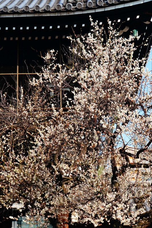 1019 洛中 東本願寺_京都府