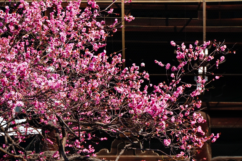 1022 洛中 東本願寺_京都府