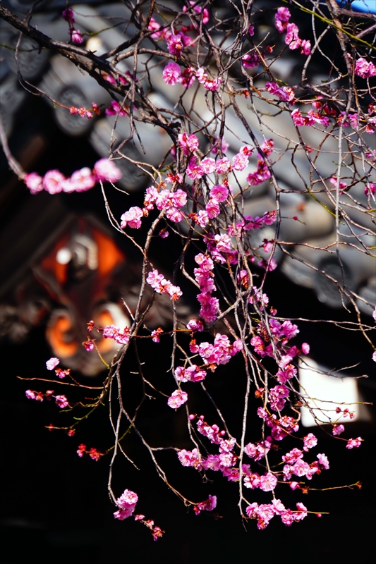 1025 洛中 東本願寺_京都府