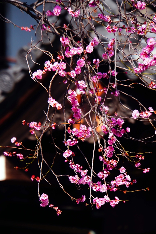 1026 洛中 東本願寺_京都府