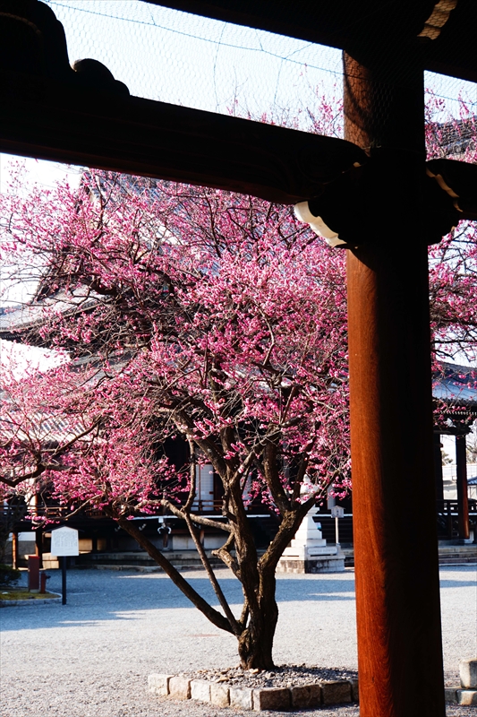 1030 洛中 東本願寺_京都府