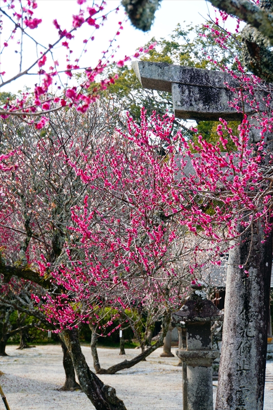 1004 綱敷天満宮_福岡県