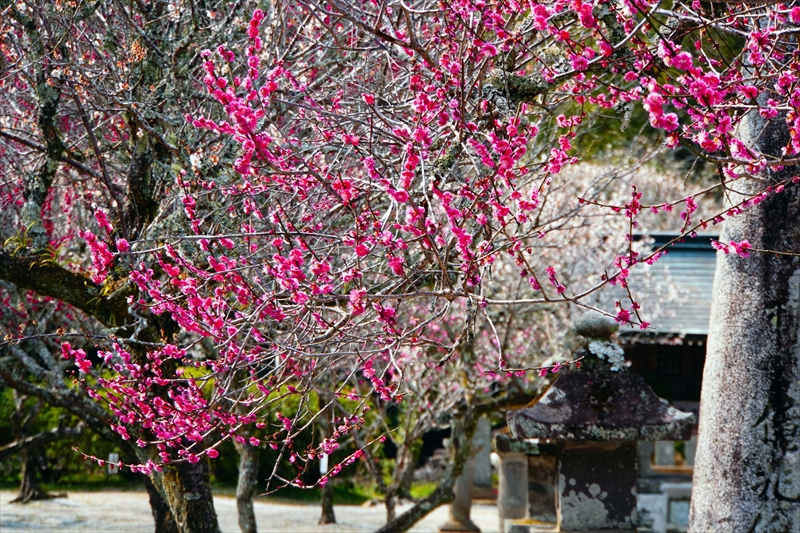 1005 綱敷天満宮_福岡県