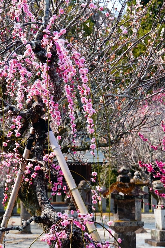 1006 綱敷天満宮_福岡県