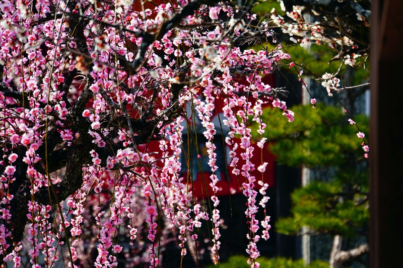 1016 綱敷天満宮_福岡県