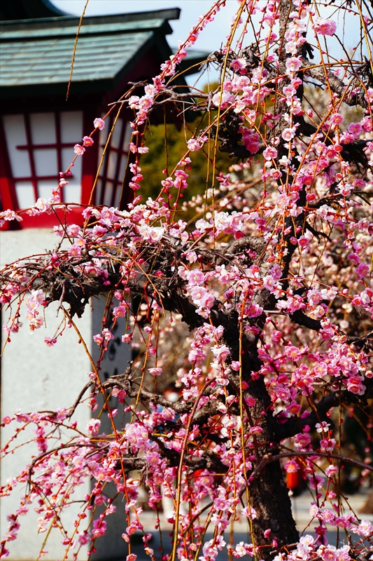 1021 綱敷天満宮_福岡県