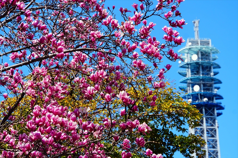 1063 みなとみらい_神奈川県