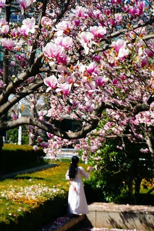 1064 みなとみらい_神奈川県