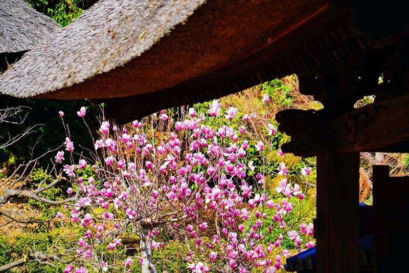 1002 西芳寺_神奈川県