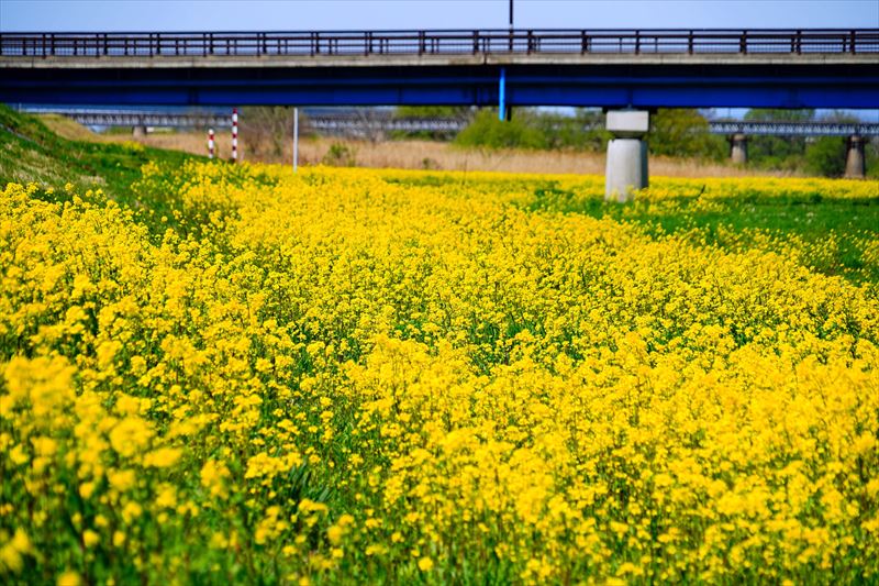 1005 つがる市柏鷺坂村留_青森県