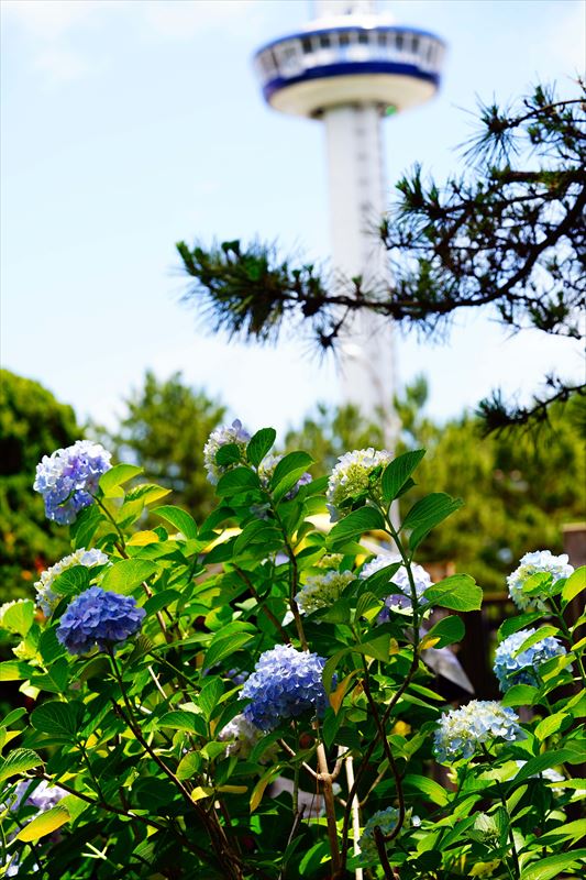 1088 八景島_神奈川県