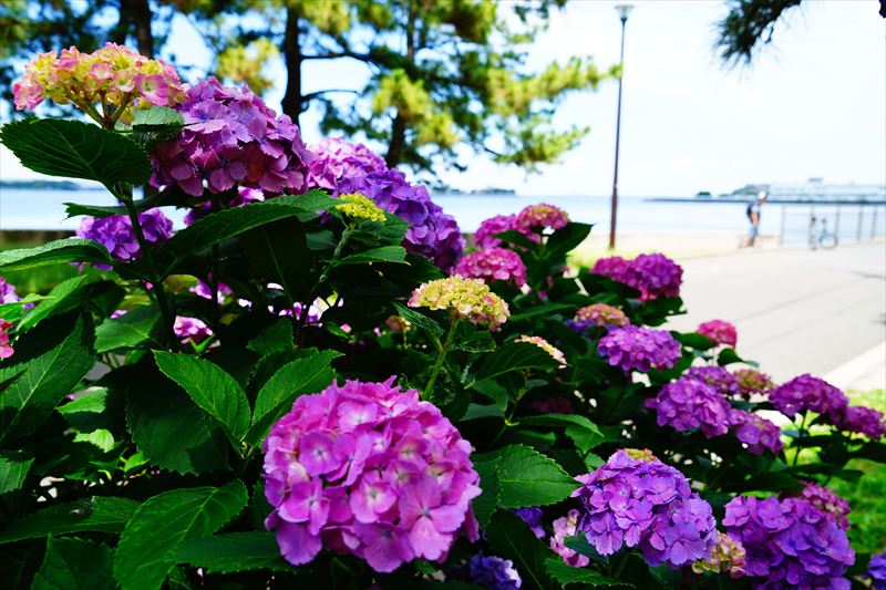 1013 野島公園_神奈川県