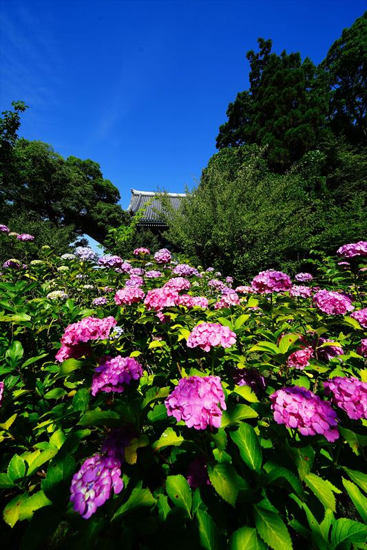 1009 洛東 智積院_京都府