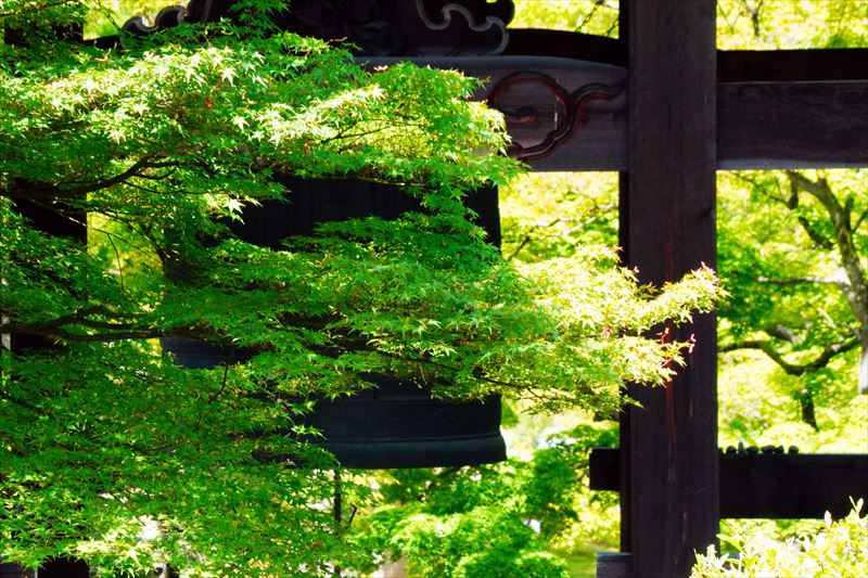 1005 洛東 智積院_京都府