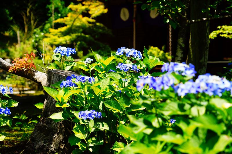 1060 洛南 勧修寺_京都府