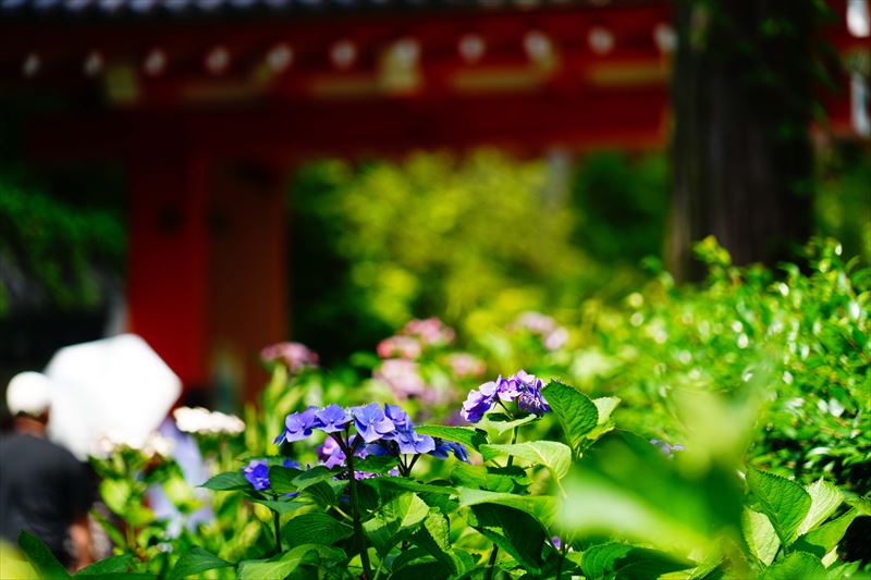 1075 洛南 三室戸寺_京都府