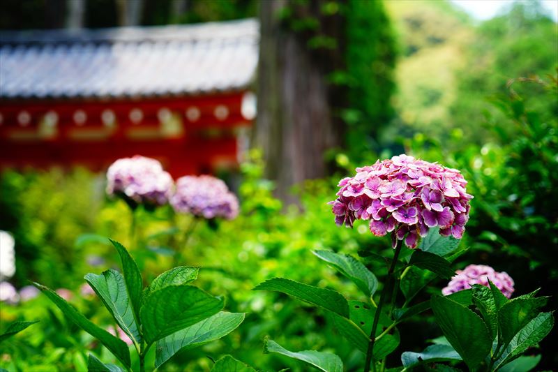 1074 洛南 三室戸寺_京都府