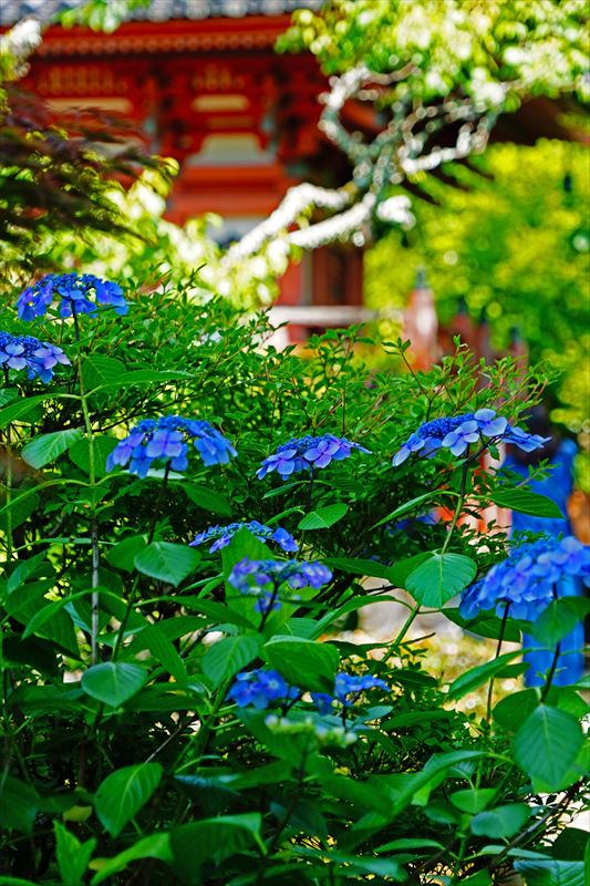 1075 洛南 三室戸寺_京都府