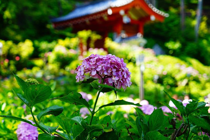 1086 洛南 三室戸寺_京都府