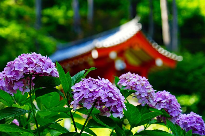 1081 洛南 三室戸寺_京都府