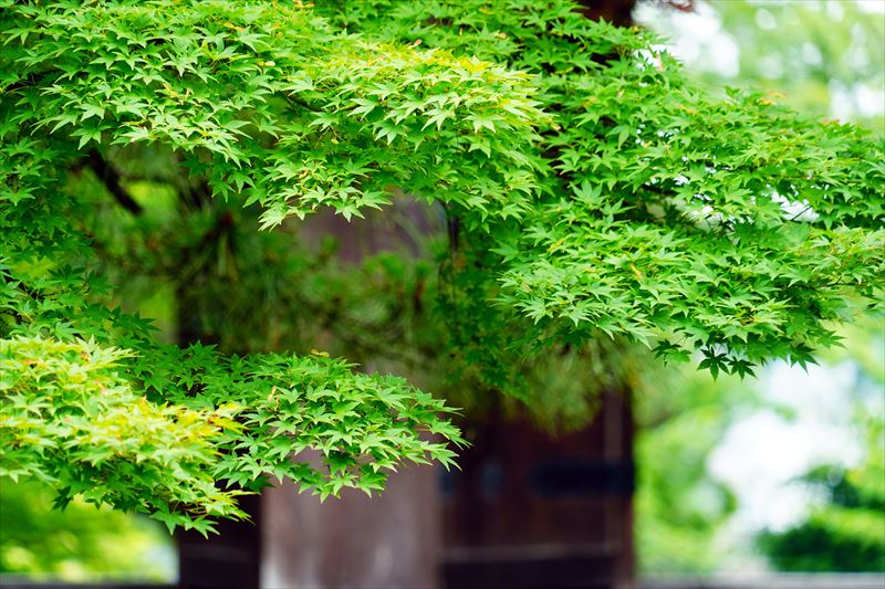 1006 洛東 金戒光明寺_京都府