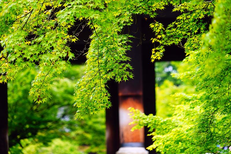 1024 洛東 南禅寺_京都府