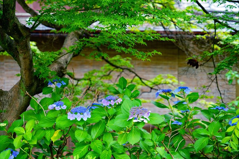 1041 洛東 祇園白川_京都府