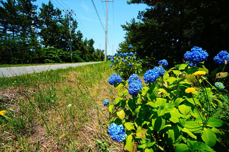 1024 牛潟町のアジサイロード_青森県