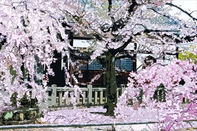 1036_1_上品蓮台寺_京都府