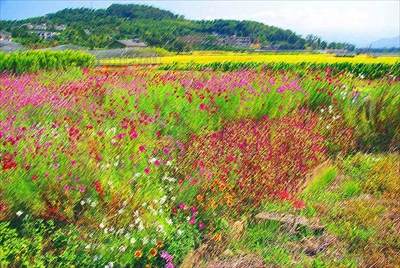 1063_長崎のお花畑_長崎県