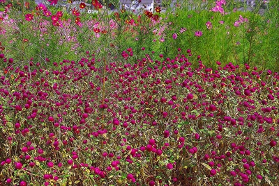 1064_長崎のお花畑_長崎県