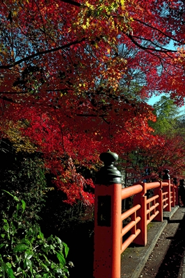 1037_2_今熊野観音寺_京都府