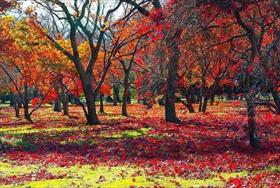 1083_遊愁の美（岡山後楽園）_岡山