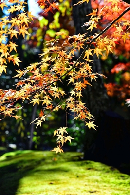 1053_苔の道（鎌倉）_神奈川