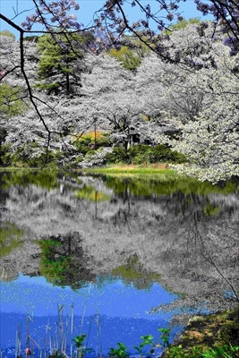 1048_横浜三ツ池公園_神奈川