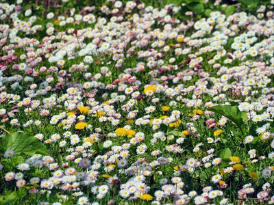 1012_お花の入園式（五稜郭）_北海道