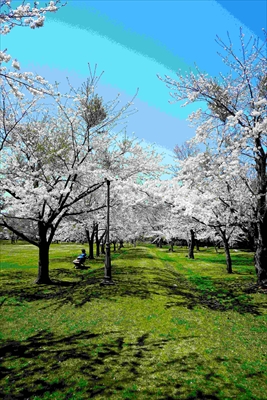 1017_花道（さらんべ公園）_北海道